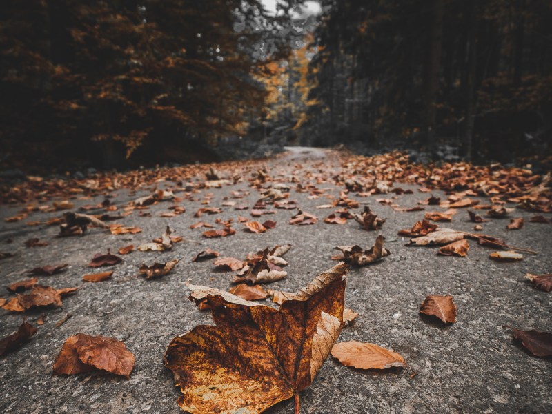 Gorączka złota, czyli jesień w&nbsp;Beskidach